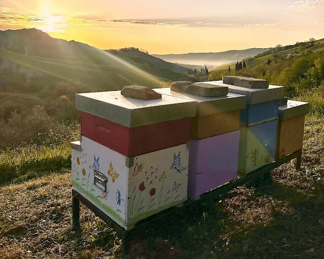 Hives at sunset on the Brisighella hills